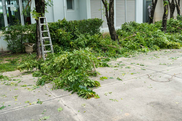 Best Tree Removal  in Oral City, FL