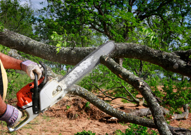 Reliable Floral City, FL Tree Services Solutions